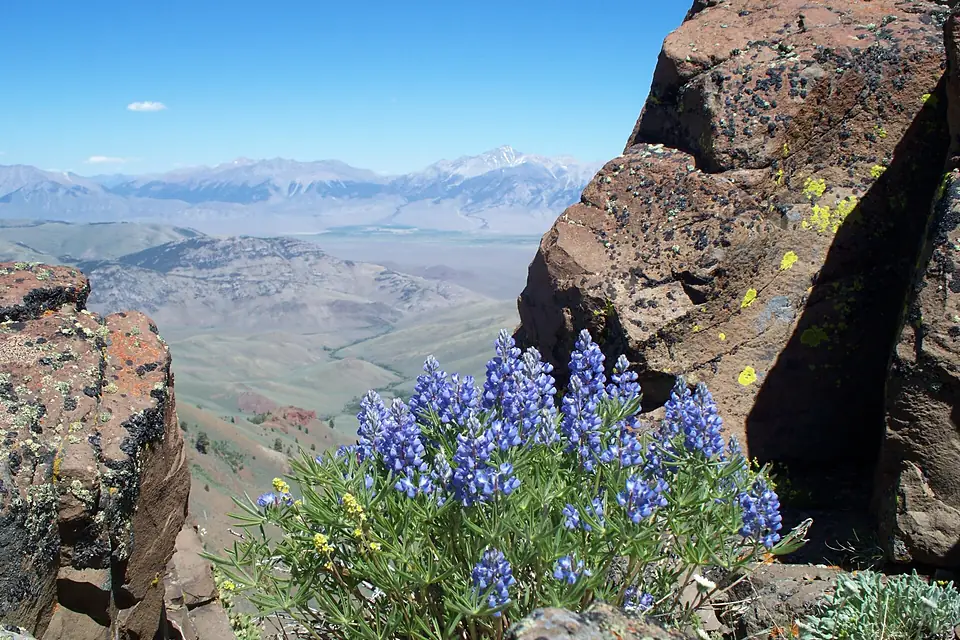 Lupine Mt Borah From Jerry Peak (23262642353)