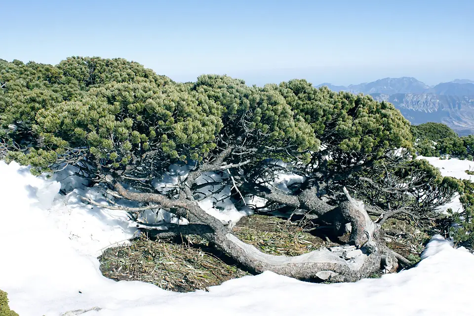 Pinus culminicola, Cerro Potosí, Nuevo León, Mexico 1