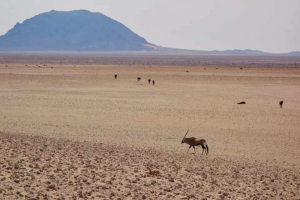 Oryx and Wild Horses (37049749623)
