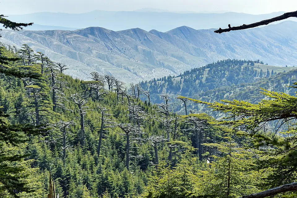 Atlas Cedar Forest in Mount Chelia