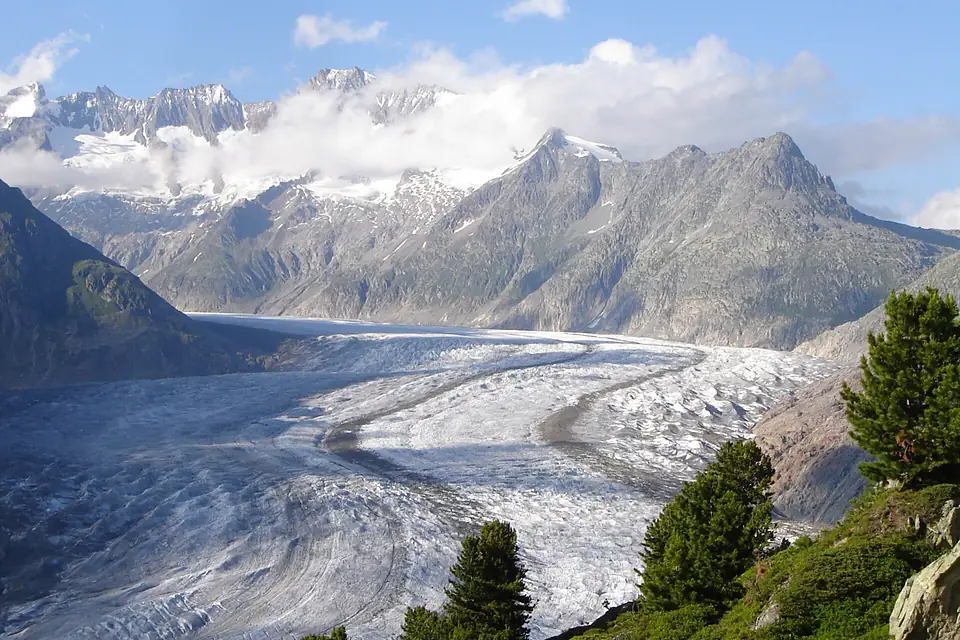 Aletschgletscher mit Pinus cembra2