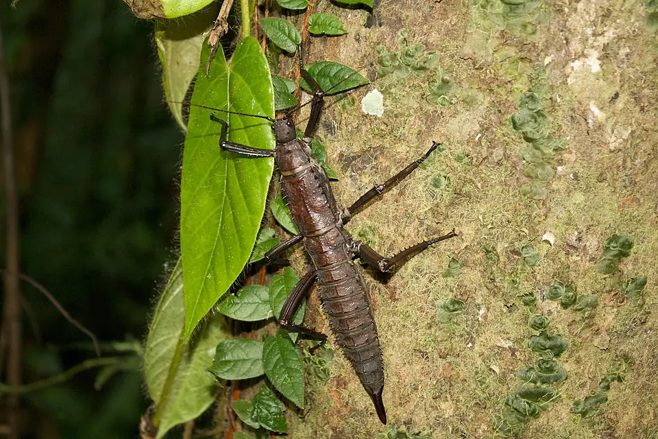 Unidentified insect karkar