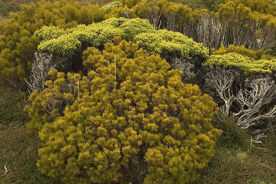 Colourful Plant Life at Mt Wellington