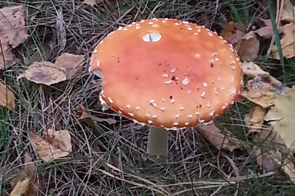 2014.09.21 Мухомор. Лысая Гора, Логойский район, Минская область, Беларусь