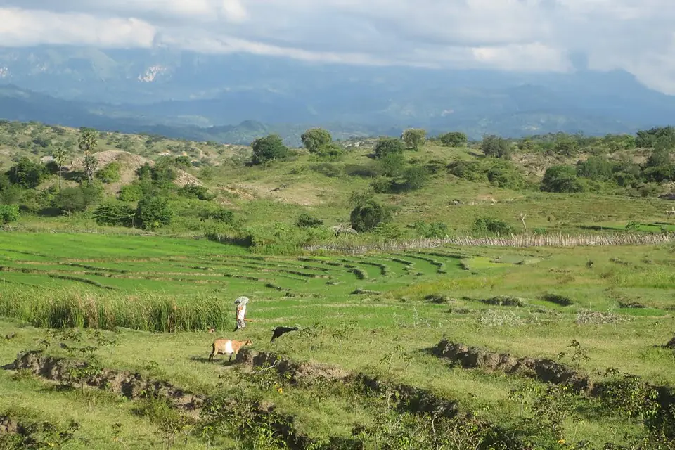 View over ricefields towards Seical, with Mt Matebian in background 13 Apr 2013