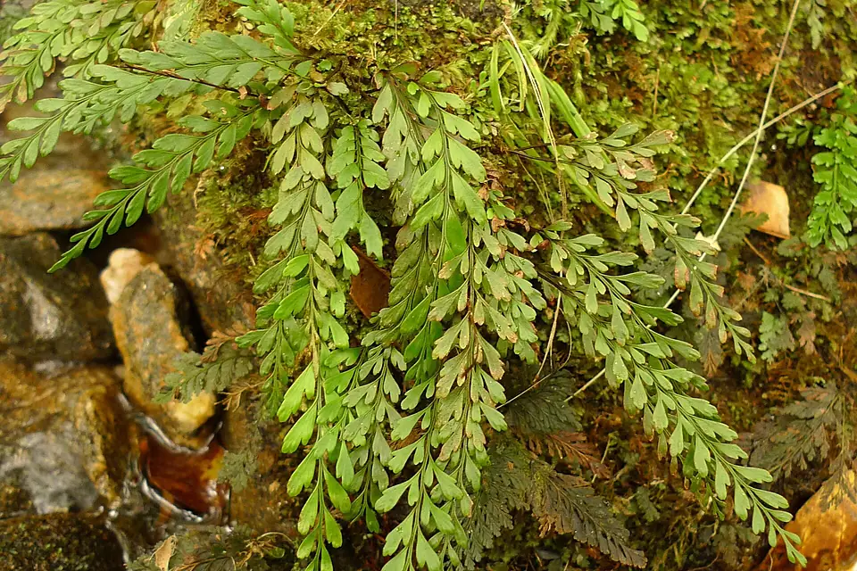 Austrogramme decipiens
