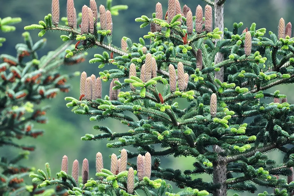 Abies cephalonica on Mt. Ainos. A dark green fir tree that thrives on the mountain from 800 m and higher