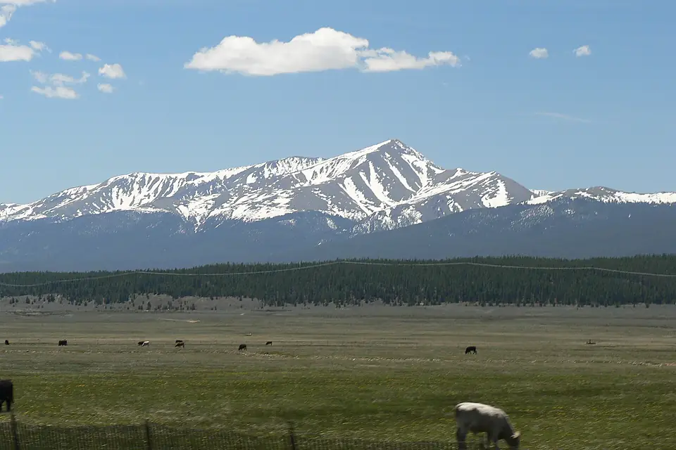 Elbert and Cattle