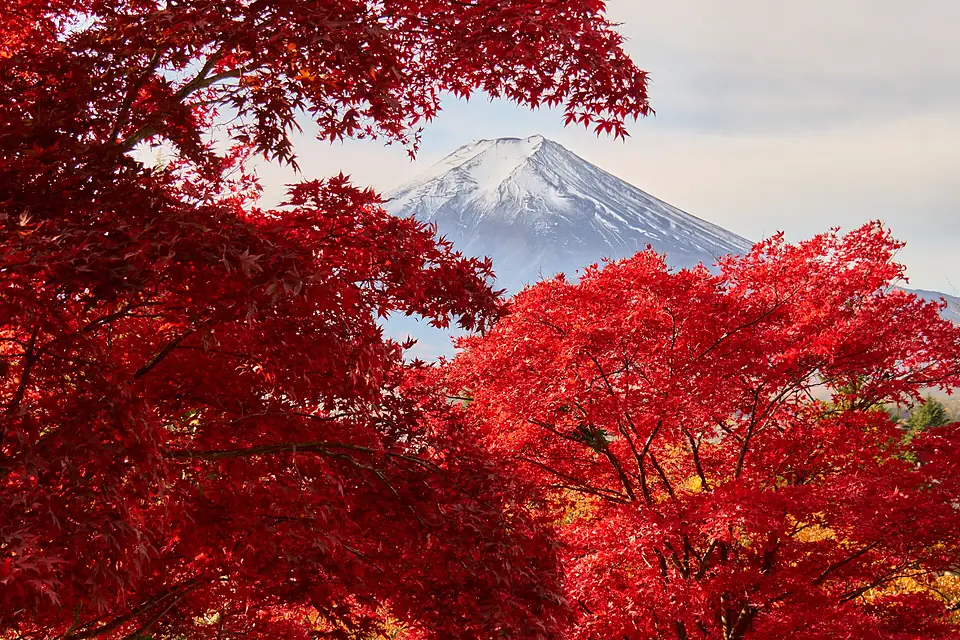 Fuji, assorted - FujiAssorted6854