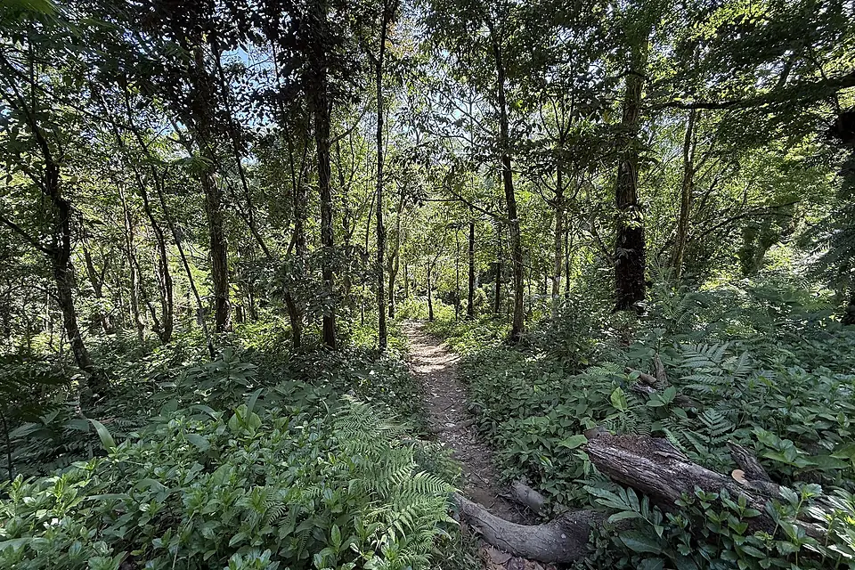 A trail at Mount Isarog Natural Park