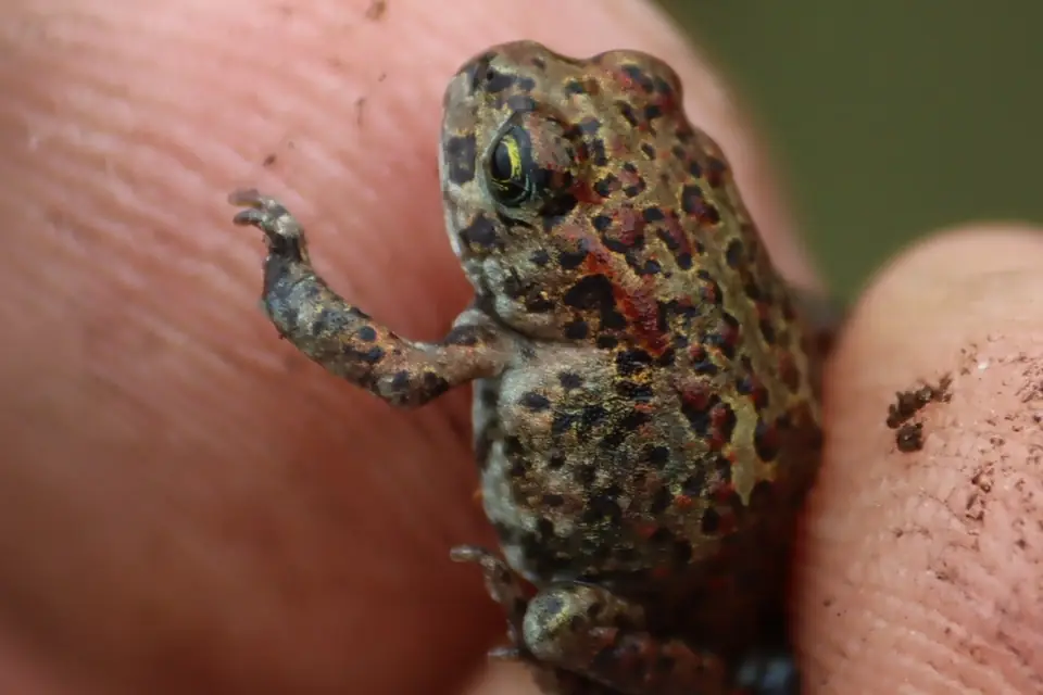 Vandijkophrynus inyangae
