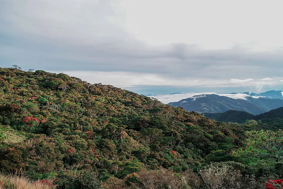 GREEN VAST OF MT. PULAG