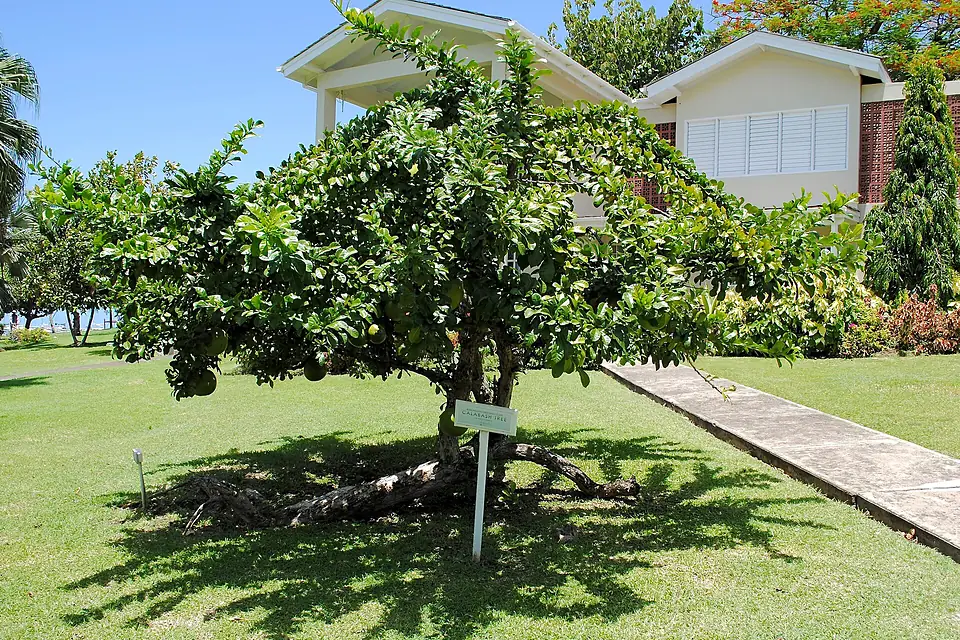 Calabash Tree in Grenada 02