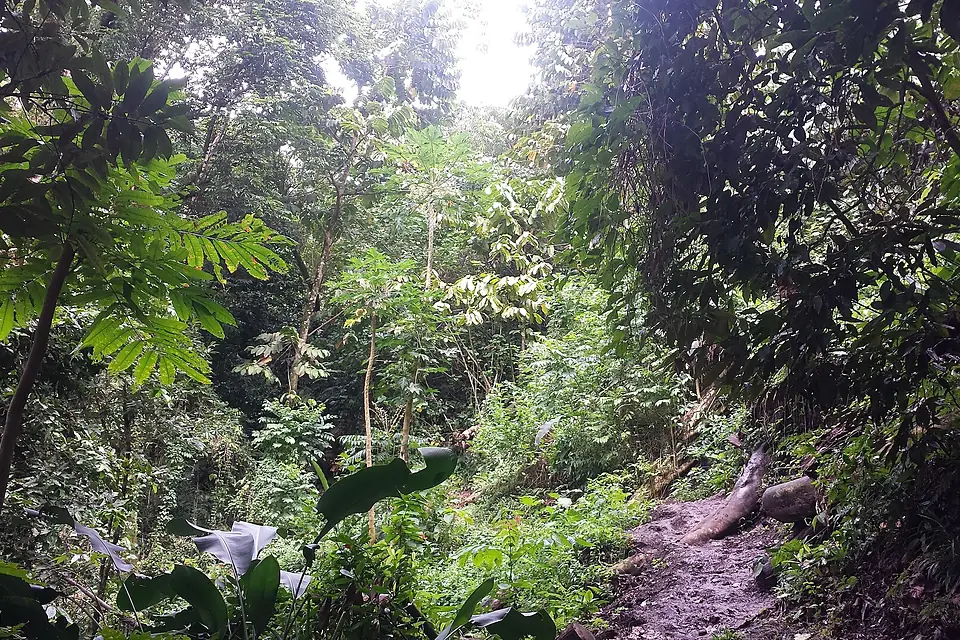 Forest on Mount Vaea, Samoa - August 2016