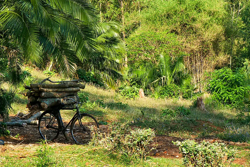 Jungle at Mount Mulanje (15073630254)