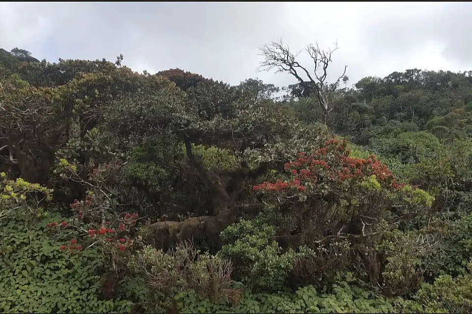 Clod forest canopy