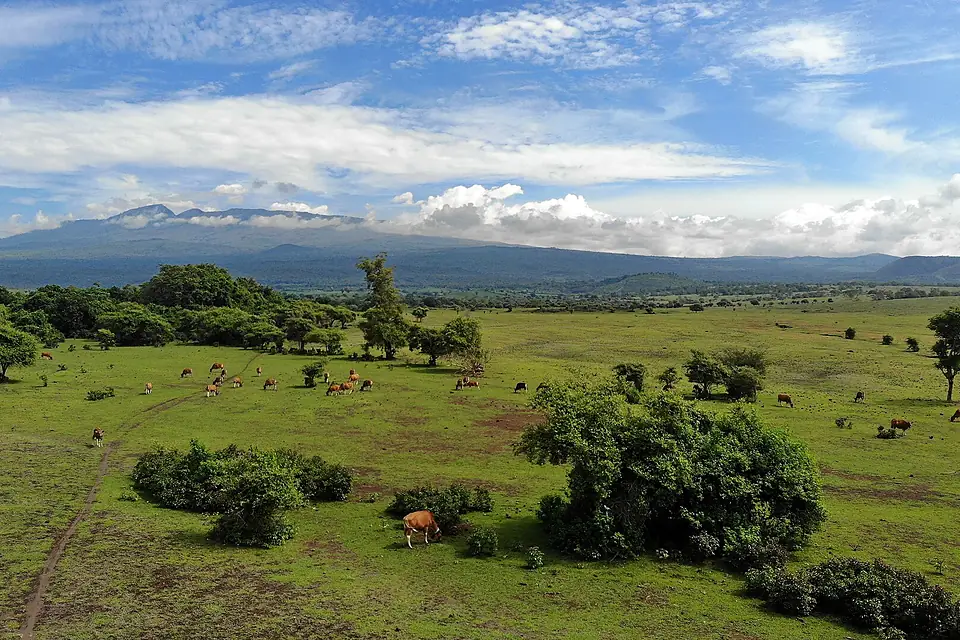 Savana at the foot of Mount Tambora