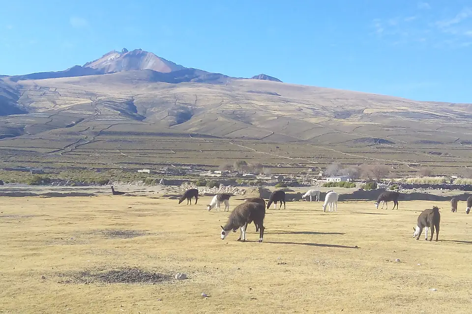Near Tunupa volcano (Uyuni, Bolivia) (36165394394)