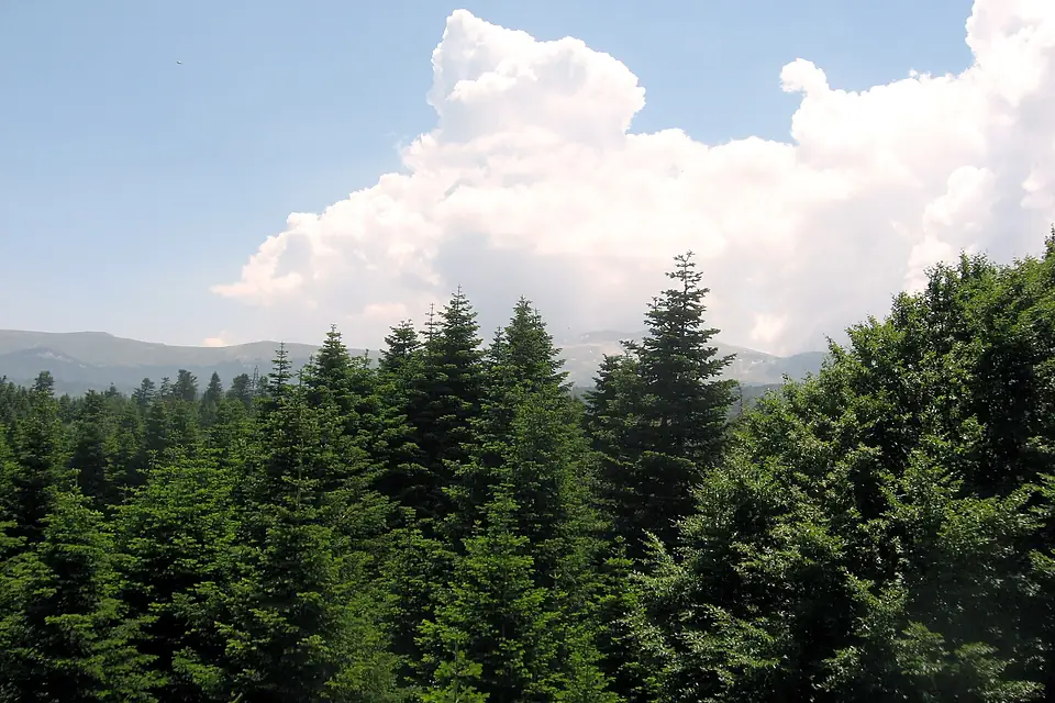 Abies nordmanniana Uludag 1