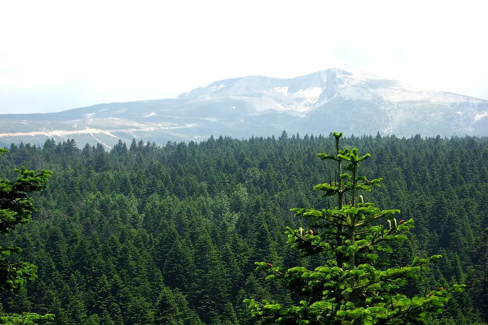Abies nordmanniana Uludag 2