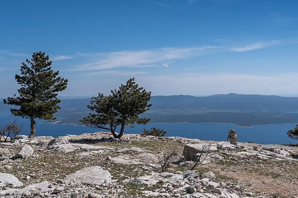 Aleppo trees (Pinus halepensis) at the Vidova Gora viewpoint, Croatia (PPL1-Corrected) julesvernex2