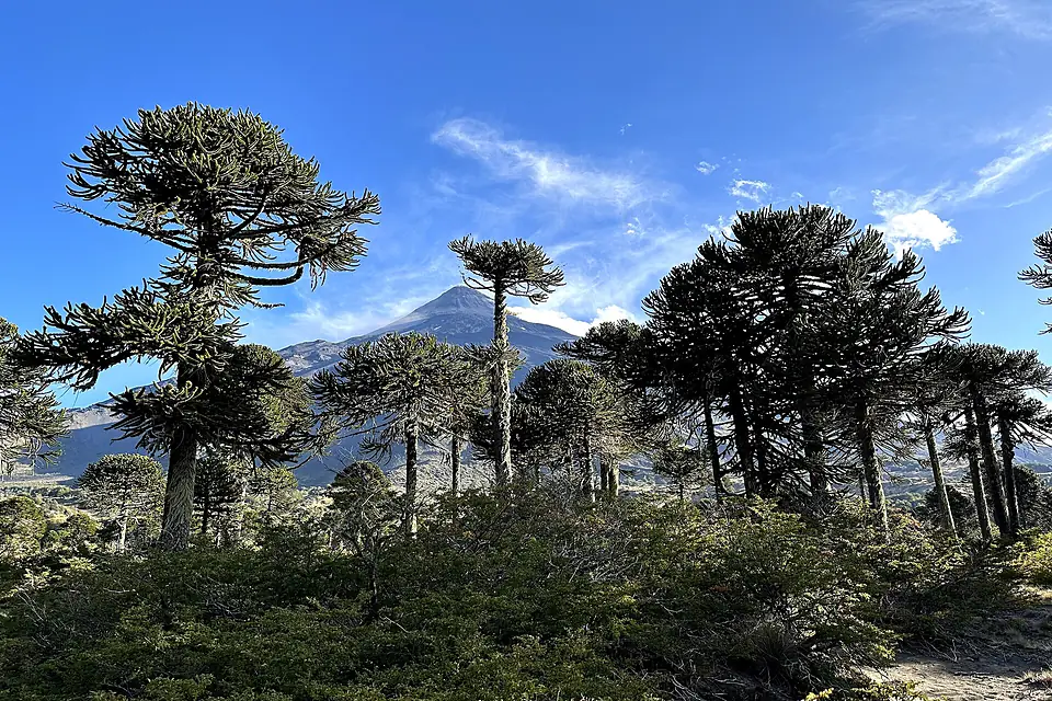 Araucarias milenarias frente al Volcán Villarrica